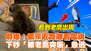 嚇爆！狐獴近距離看電視　下秒「被老鷹突襲」急逃