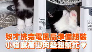 奴才洗完電風扇準備組裝　小貓咪高舉肉墊想幫忙❤