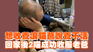 想收養浪貓爸說養不活　回家後2喵成功收服老爸