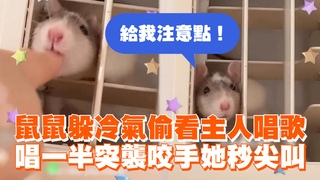 鼠鼠躲冷氣偷看主人唱歌　唱一半突襲咬手她秒尖叫