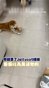 【吃醋要搶回馬麻的愛】存錢買Jellycat竟被柴柴咬爆QQ