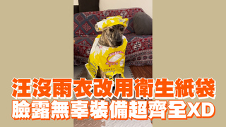 汪沒雨衣改用衛生紙袋　臉露無辜裝備超齊全XD