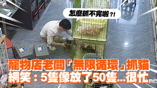寵物店老闆「無限循環」抓貓　網笑：5隻像放了50隻...很忙