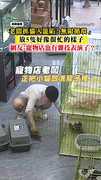 【好像很忙】老闆「無限循環」抓貓入籠　網笑：寵物店也有雜技表演？