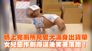 媽上完廁所見愛犬滿身出貨單　女兒惡作劇得逞後笑著落跑！