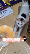 【起床吃蝦蝦】姐拿剝好蝦子呼叫！睡覺中萌貓下秒清醒XD