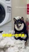 【花生什麼事？】媽烘床烘到破掉　黑柴在旁傻笑看熱鬧XD