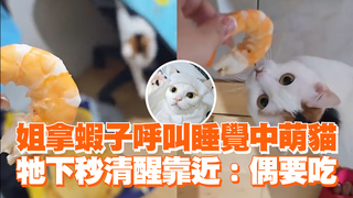 姐拿蝦子呼叫睡覺中萌貓　牠下秒清醒靠近：偶要吃