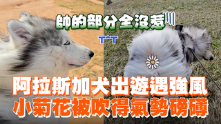 阿拉斯加犬出遊遇強風　小菊花被吹得氣勢磅礡