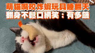 萌貓嘴咬炸蝦玩具睡翻天　翻身不鬆口網笑：有多餓