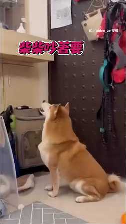 【會害媽媽被誤會】柴柴為了玩球發出曖昧怪聲！