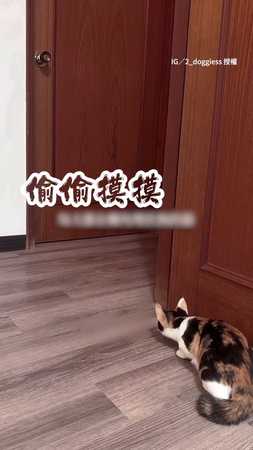 【調皮小貓咪】屁貓轉角潛伏偷嚇黑狗哥哥