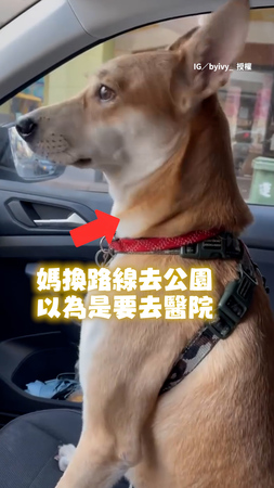 【不要去醫院!】汪見路線不對腿抖超大力 媽無奈:只是換路線去公園而已