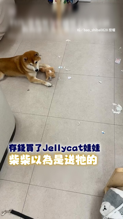 【吃醋要搶回馬麻的愛】存錢買Jellycat竟被柴柴咬爆QQ