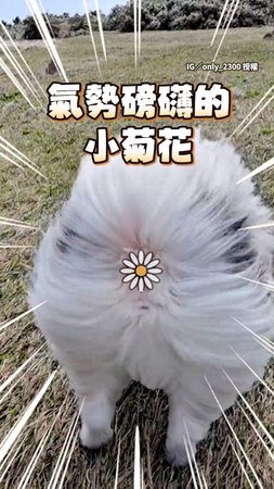 【阿拉斯加犬風速狗】見過氣勢磅礡的小菊花嗎？