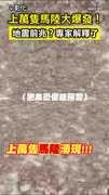 【地震前兆？】上萬隻馬陸大爆發！ 專家解釋了