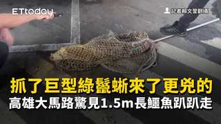 抓了巨型綠鬣蜥來了更兇的　高雄大馬路驚見1.5m長鱷魚趴趴走