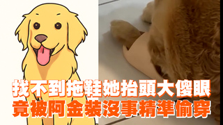 找不到拖鞋她抬頭大傻眼　竟被阿金裝沒事精準偷穿