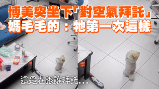 博美突坐下「對空氣拜託」　媽毛毛的：牠第一次這樣