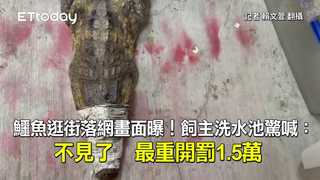 鱷魚逛街落網畫面曝！飼主洗水池驚喊：不見了　最重開罰1.5萬