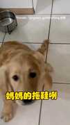 【拖鞋小偷】黃金獵犬幹走媽媽拖鞋  精準套後腿上逛大街XD