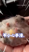 【吃貨鼠寶】倉鼠爽嗑堅果手滑！睜大眼伸手搶救但趕不上