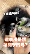 【有跟葉問拜師？】博美偷咬葉子被抓包！使出一套拳法阻擋媽媽的手