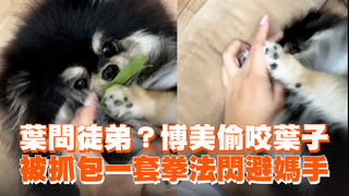 葉問徒弟？博美偷咬葉子　被抓包一套拳法閃避媽手