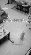 【毛毛的】博美突然坐下「對空氣拜託」　媽嚇：牠第一次這樣