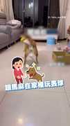 【好懂事的柴柴】玩球不小心打到櫃子 秒變乖巧不敢跑動