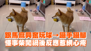 跟馬麻興奮玩球→躡手躡腳　懂事柴闖禍後反應惹網心疼