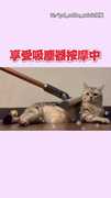 【非靜止畫面】美國短毛貓享受吸塵器按摩！關掉秒定格傻眼：給我繼續喔