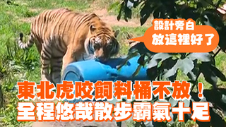東北虎咬飼料桶不放！　全程悠哉散步霸氣十足