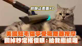 美國短毛貓享受吸塵器按摩　關掉秒定格傻眼：給我繼續喔