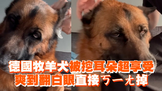 德國牧羊犬被挖耳朵超享受　爽到翻白眼直接ㄎㄧㄤ掉