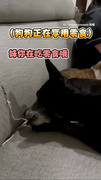 【狗狗的堅持】歐告急吃零食！後腳就這樣蹲著XD