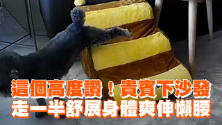 這個高度讚！貴賓下沙發　走一半舒展身體爽伸懶腰