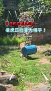 【氣勢壓全場】東北虎咬飼料桶「悠哉走秀」超霸氣