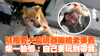 尪抱愛犬監視器曬給老婆看　柴一臉懵：自己要玩別帶我