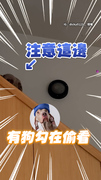 【偷瞄小眼神】威瑪獵犬在樓梯間偷看主人XD