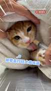 【痛還是要吃】貪吃貓打針狂喵！猛舔肉泥「邊罵邊吃」