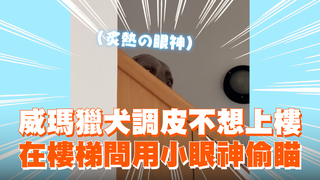 威瑪獵犬調皮不想上樓　在樓梯間用小眼神偷瞄