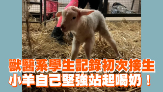 獸醫系學生記錄初次接生　小羊自己堅強站起喝奶！