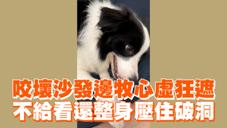 咬壞沙發邊牧心虛狂遮　不給看還整身壓住破洞