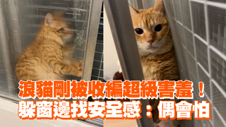 浪貓剛被收編超級害羞！　躲窗邊找安全感：偶會怕