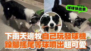 下雨天邊牧自己玩發球機　跺腳搖尾等球噴出超可愛