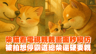 柴貓看電視親親畫面秒模仿　被拍想停霸道總柴還硬要親