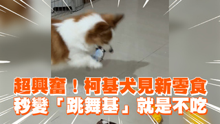超興奮！柯基犬見新零食　秒變「跳舞基」就是不吃