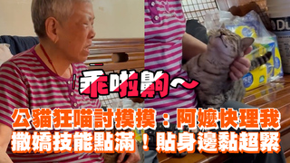 公貓狂喵討摸摸：阿嬤快理我　撒嬌技能點滿！貼身邊黏超緊