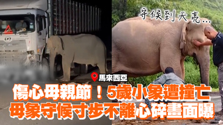 傷心母親節！5歲小象遭撞亡　母象守候寸步不離心碎畫面曝